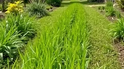 Bandes enherbées : le corridor écologique entre jardin et rivière