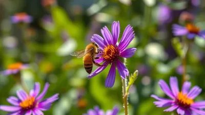 Quand le climat désynchronise fleurs et pollinisateurs