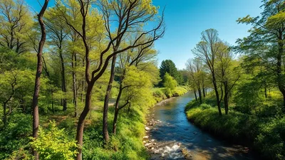 Planter des arbres sur les berges ne suffit pas à restaurer l'écosystème