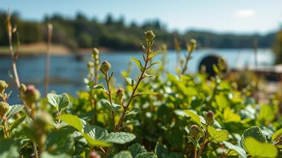 Plantes invasives en bord de rivière : les espèces à bannir d'urgence pour protéger votre jardin